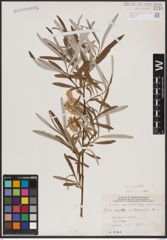 Foto von Salix candida Flüggé ex Willd.